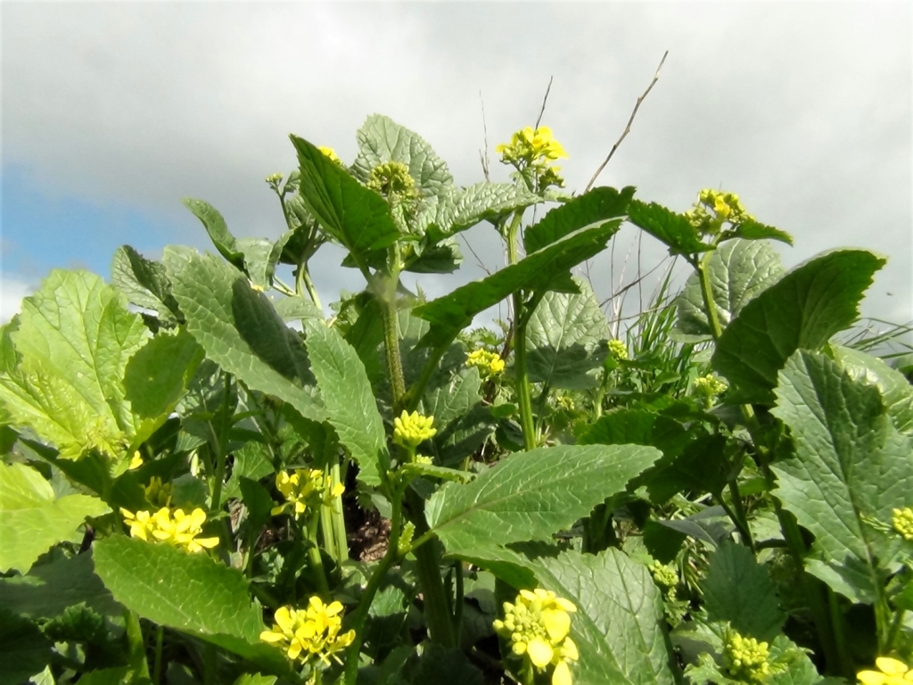 Wild Mustard, Charlock, Field Mustard, Sinapis arvensis