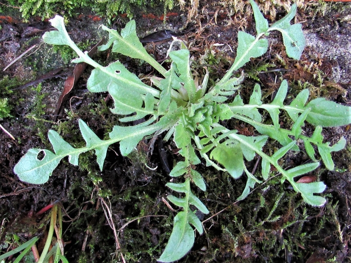 Shepherds Purse, Capsella bursa-pastoris