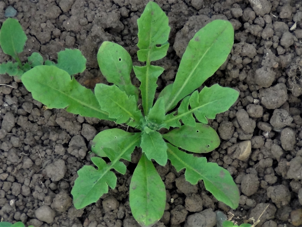 shepherds-purse-capsella-bursa-pastoris