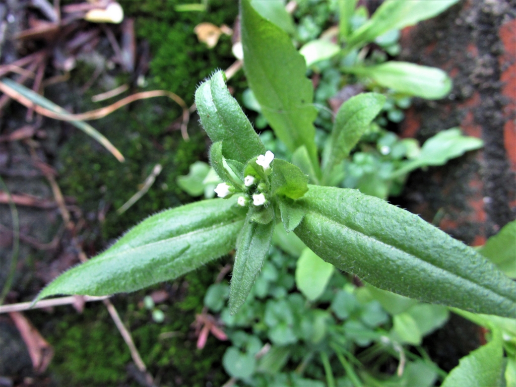 shepherds-purse-capsella-bursa-pastoris