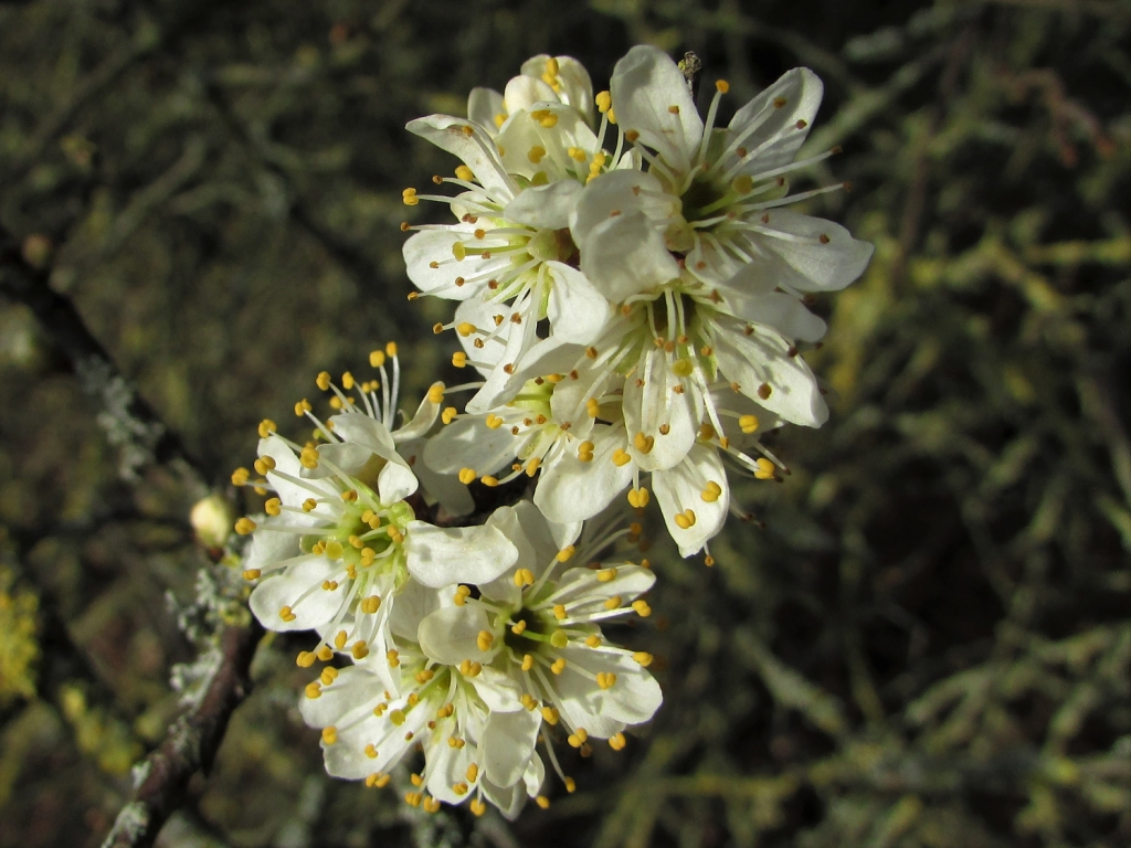 Blackthorn (Sloe), Prunus spinosa