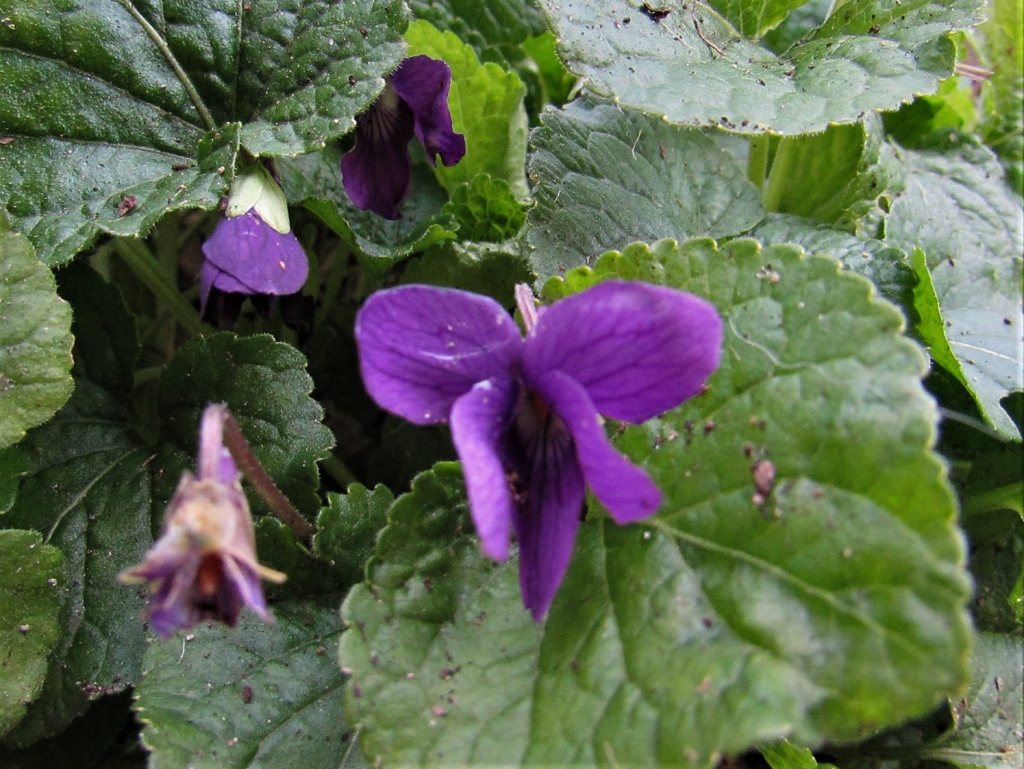 Violet, Wood Violet, Sweet Violet, English Violet, Violata odorata