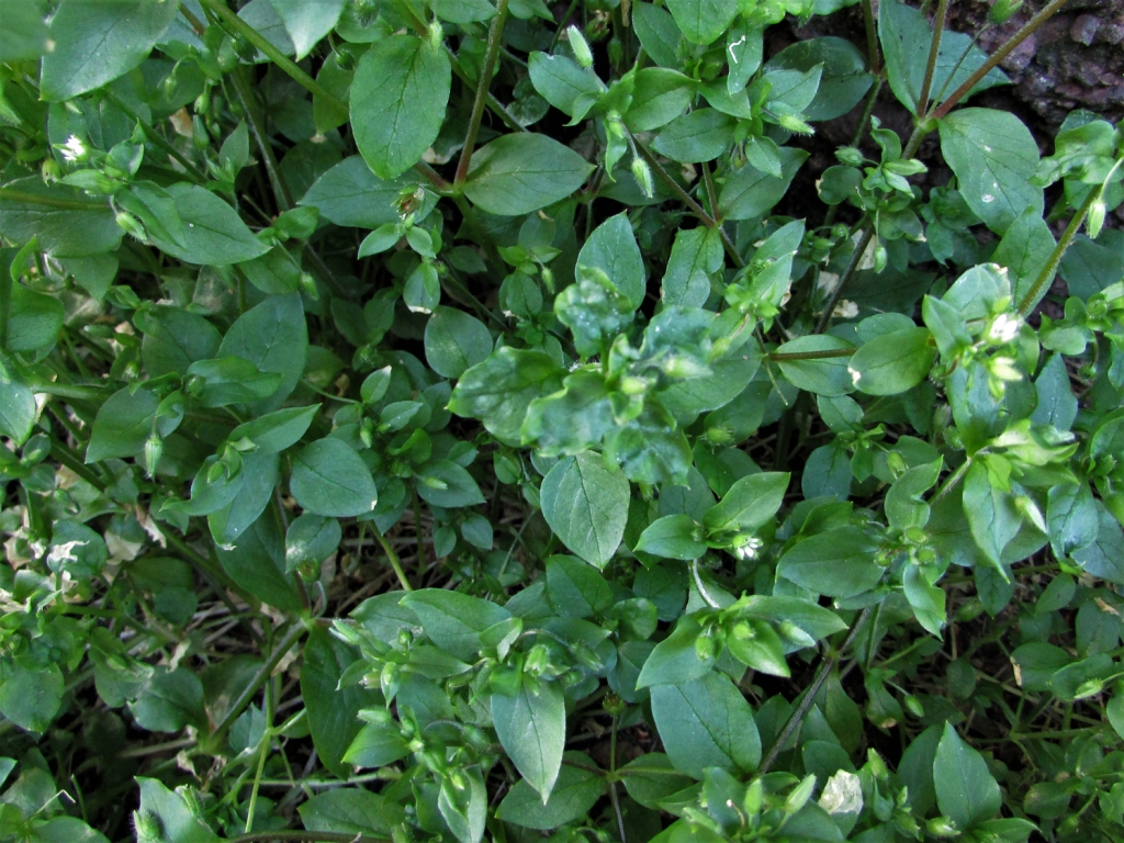 Common Chickweed, Chickenwort, Craches, Maruns, Winterweed, Stellaria ...