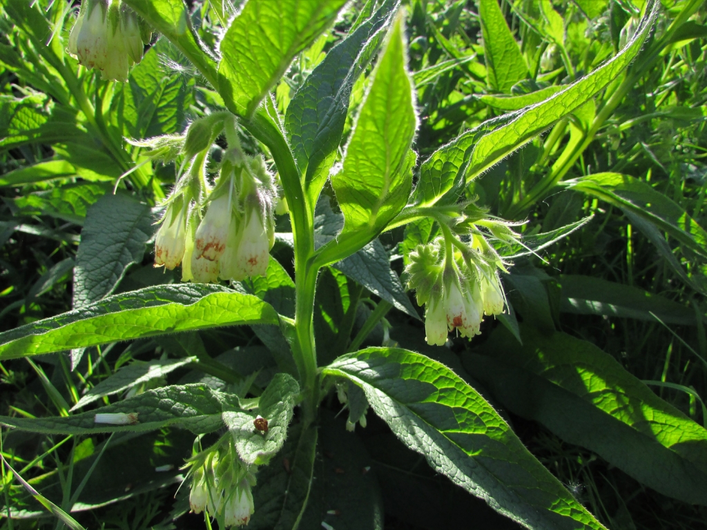 Comfrey, Knitbone, Symphytum officinale