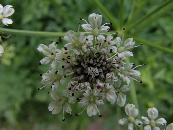 Hemlock Water Dropwort, Oenanthe crocata