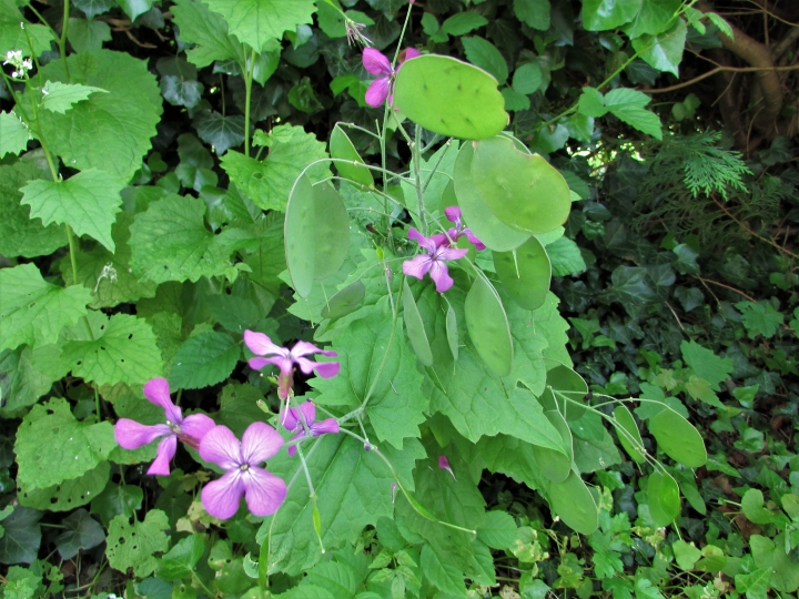 honesty-moonwort-money-plant-lunaria-annua-money-plant-plants