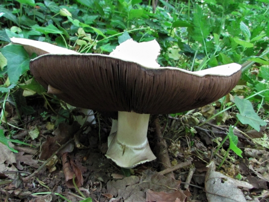 Horse Mushroom