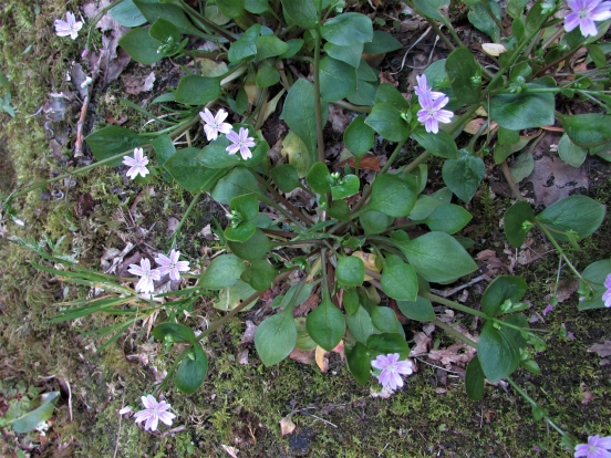 Pink Purslane