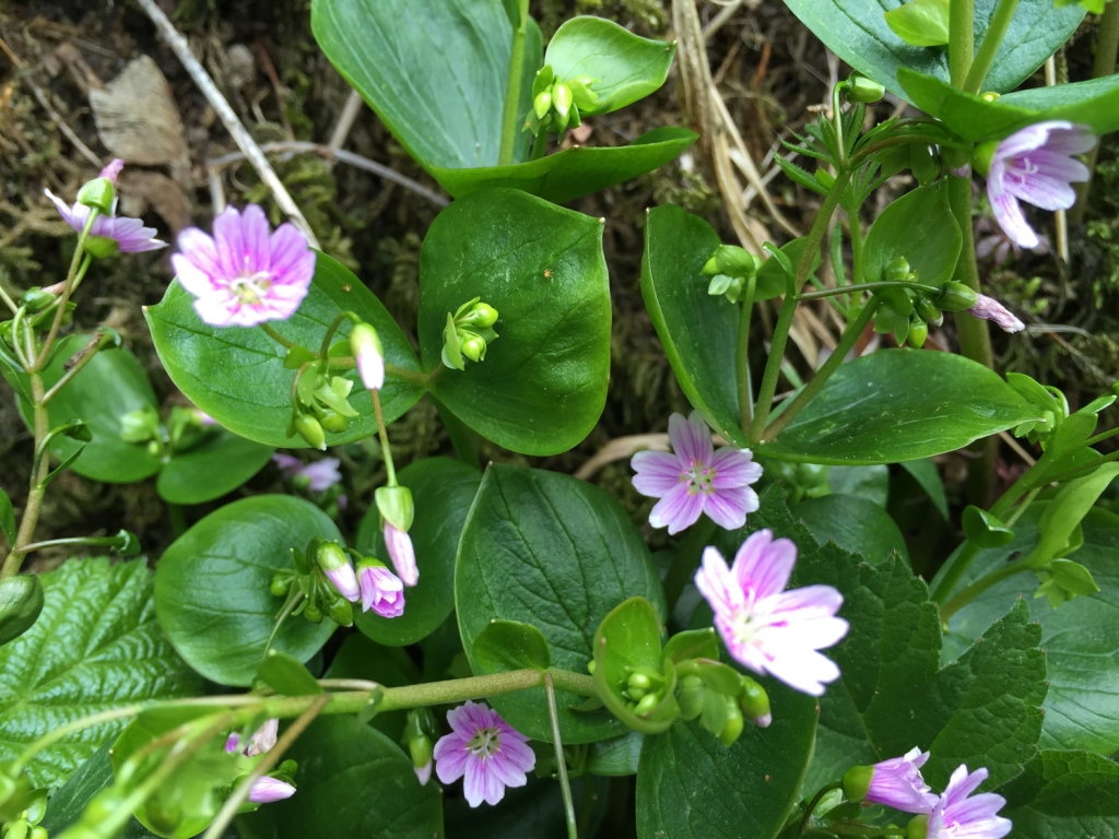 Pink Purslane