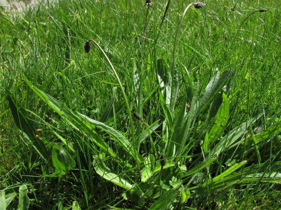 Ribwort Plantain, Narrow leaf Plantain, Plantago lanceolata