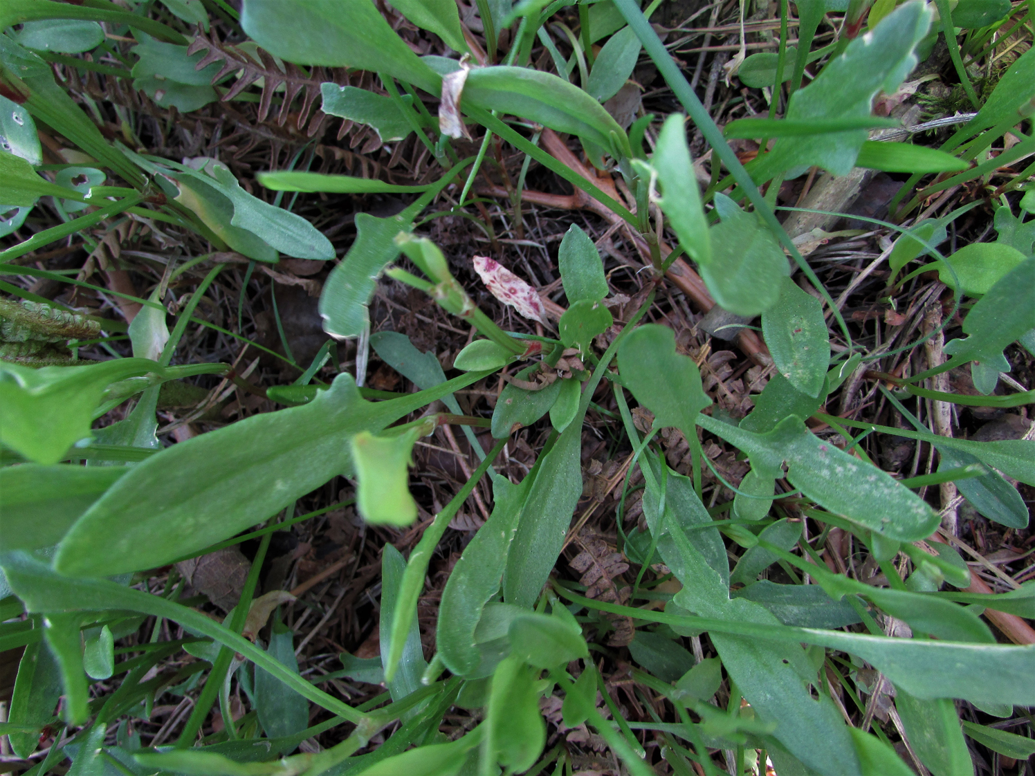 Sheeps Sorrel, Red Sorrel, Sourweed, Field Sorrel, Rumex acetosella