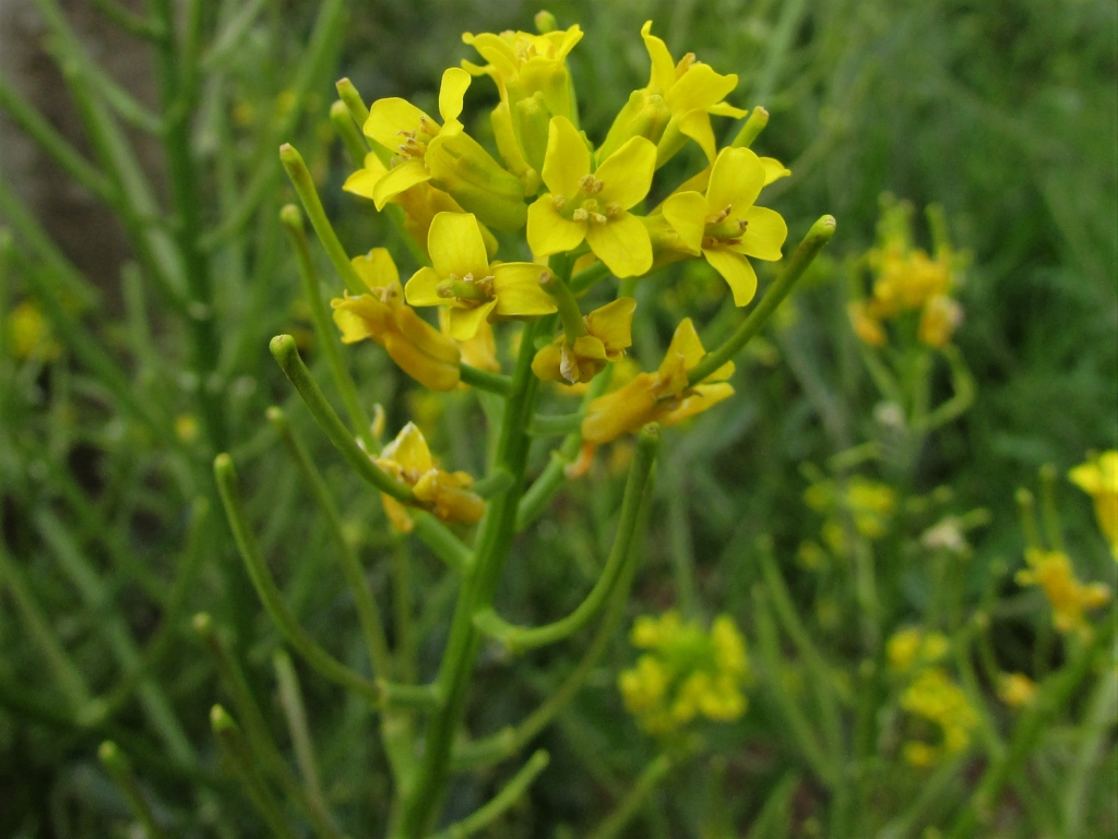 Wintercress, Barbarea Vulgaris