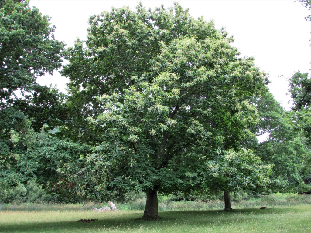 Sweet Chestnut Spanish Chestnut Castanea Sativa   Chestnut 5 1024x768 