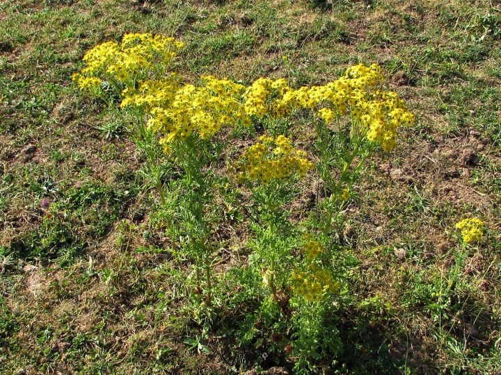 Ragwort , common ragwort, tansy ragwort, benweed, St. James-wort ...