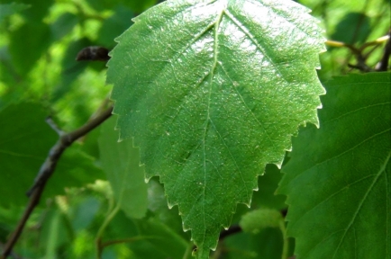 Silver Birch, Betula pendula