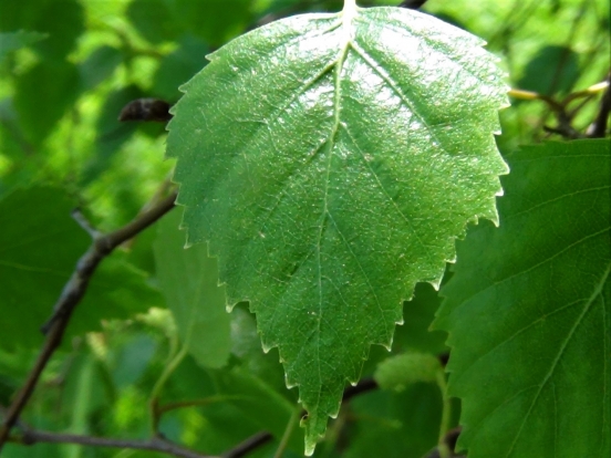 Silver Birch, Betula pendula