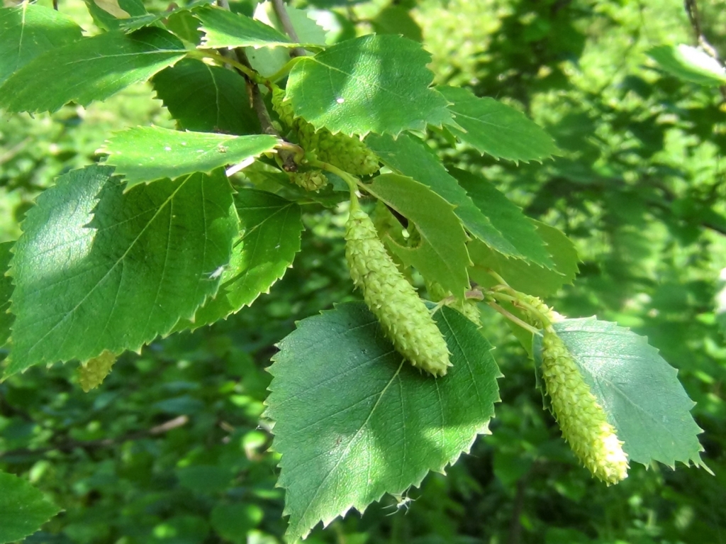 Silver Birch, Betula pendula