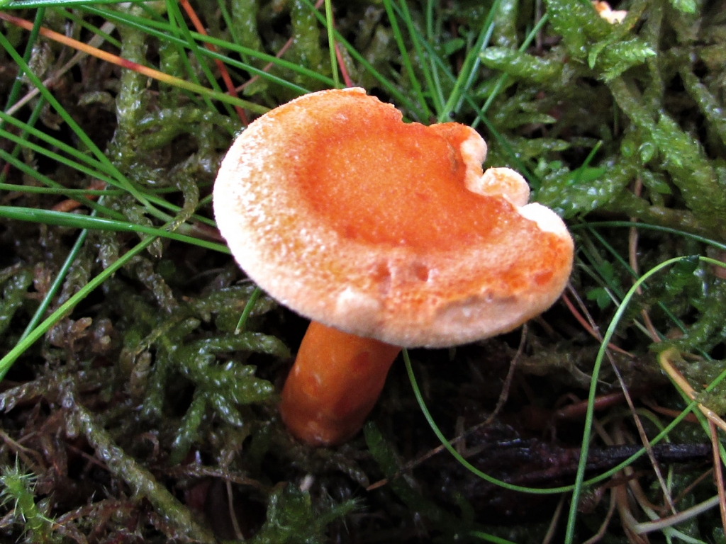 False Chanterelle