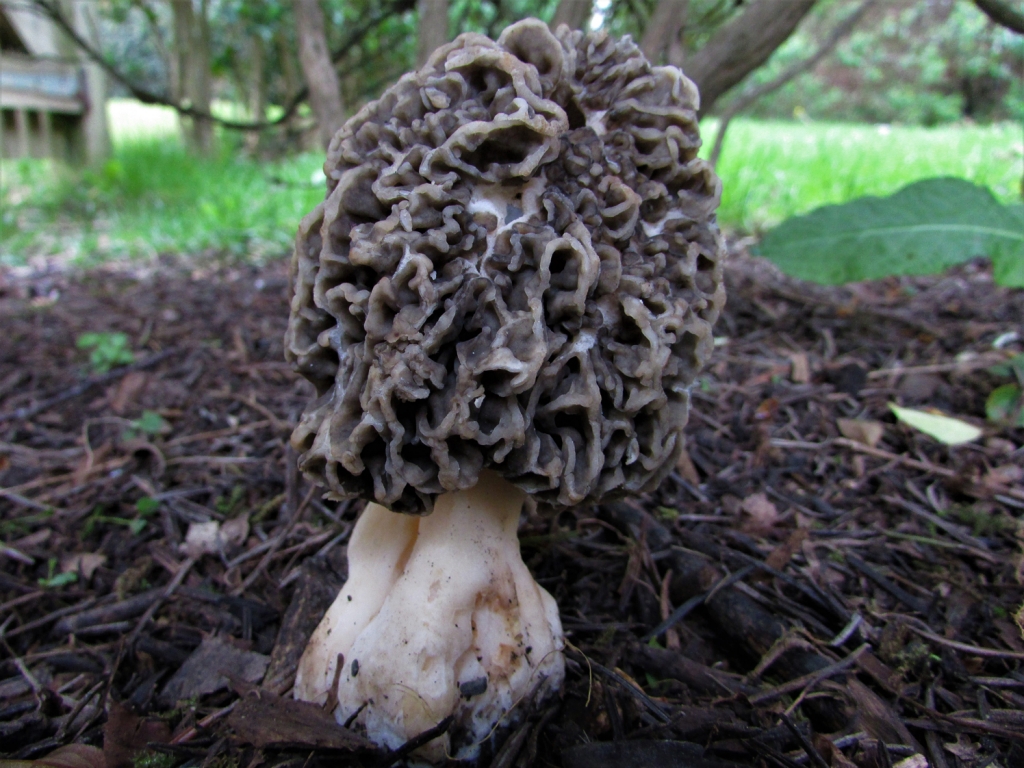 SouthernFried Morels