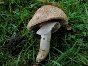 Scaly Wood Mushroom