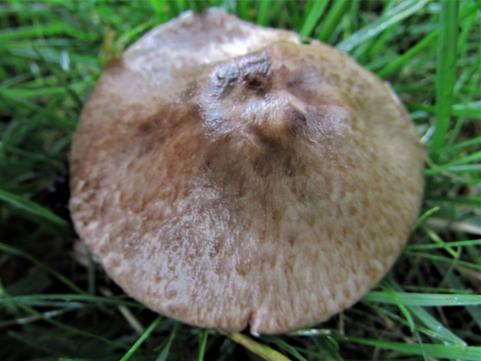 The Great Wood Mushroom