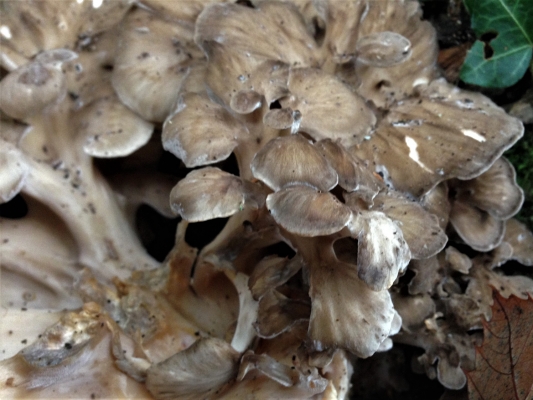 Hen of the Woods