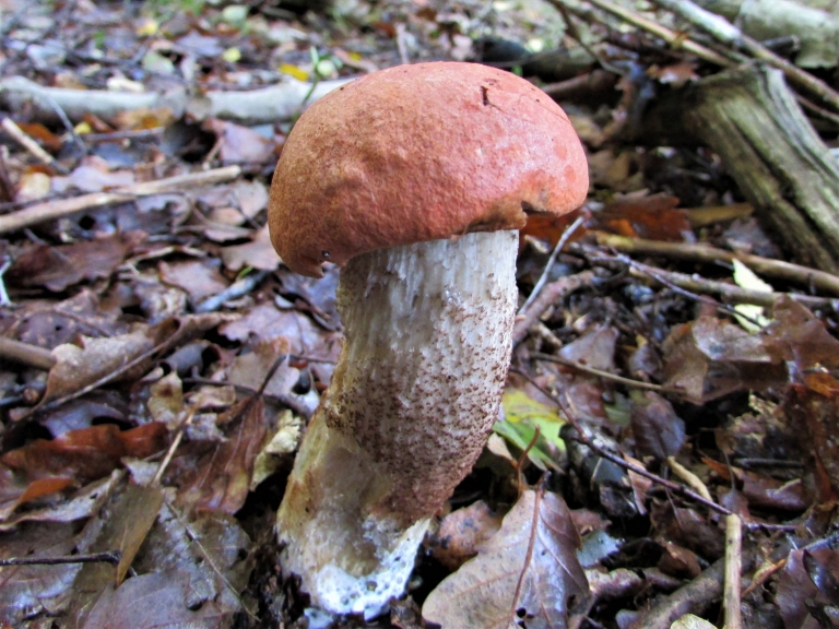 Orange Bolete