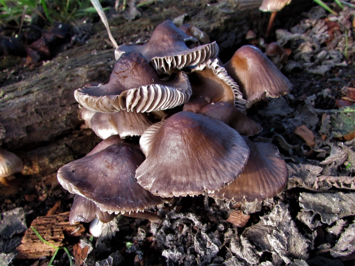 Common Bonnet