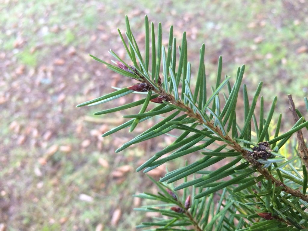 Douglas Fir