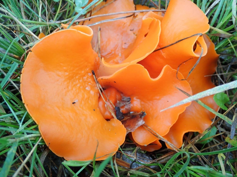 orange-peel-fungus