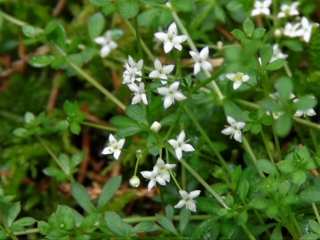 Hedge Bedstraw