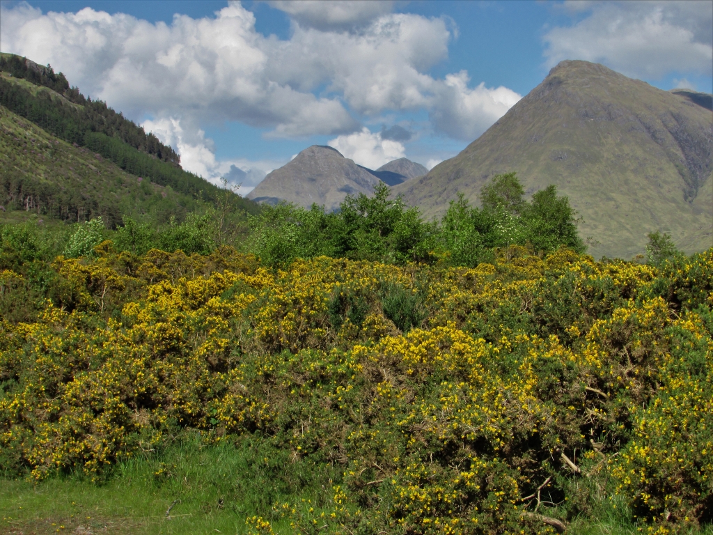 gorse