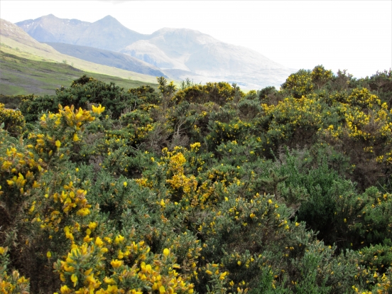 Gorse