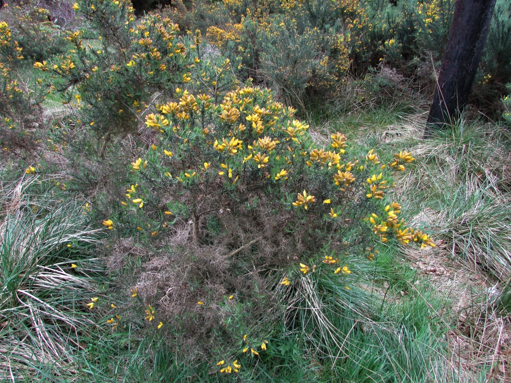 Gorse