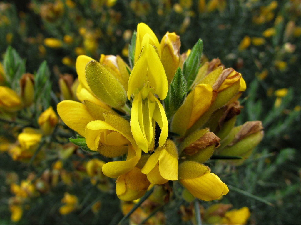 Gorse