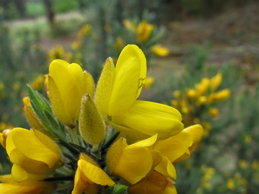 Gorse