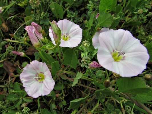 Meadow Bindweed