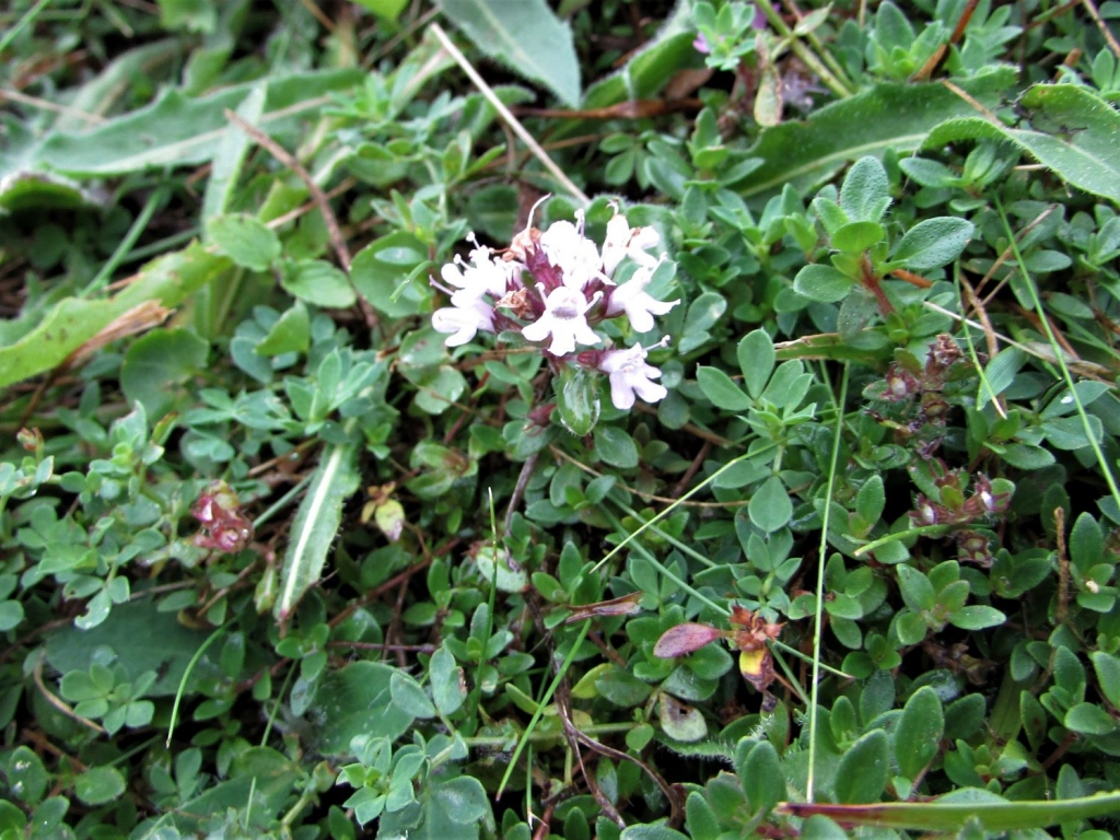 wild thyme meaning