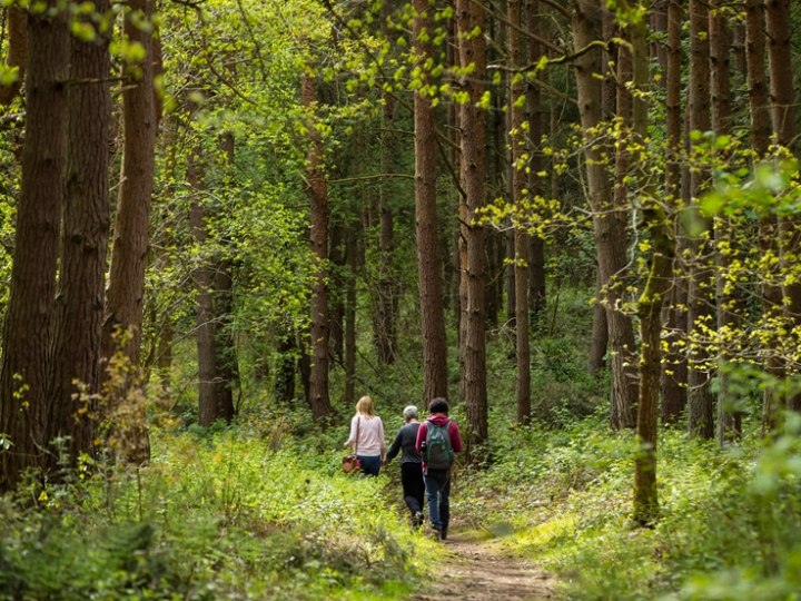 Wild Food & Mushroom Foraging Courses   Classes In The Uk