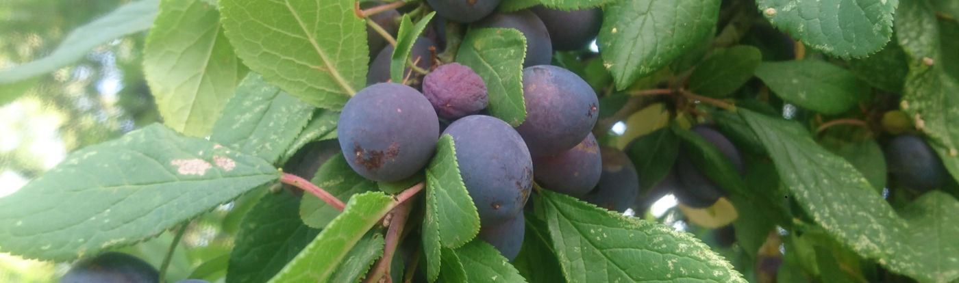 Damsons