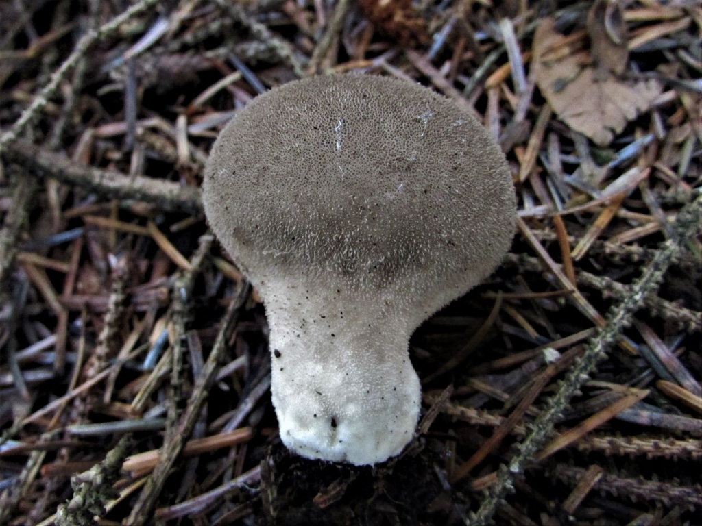 Dusky Puffball