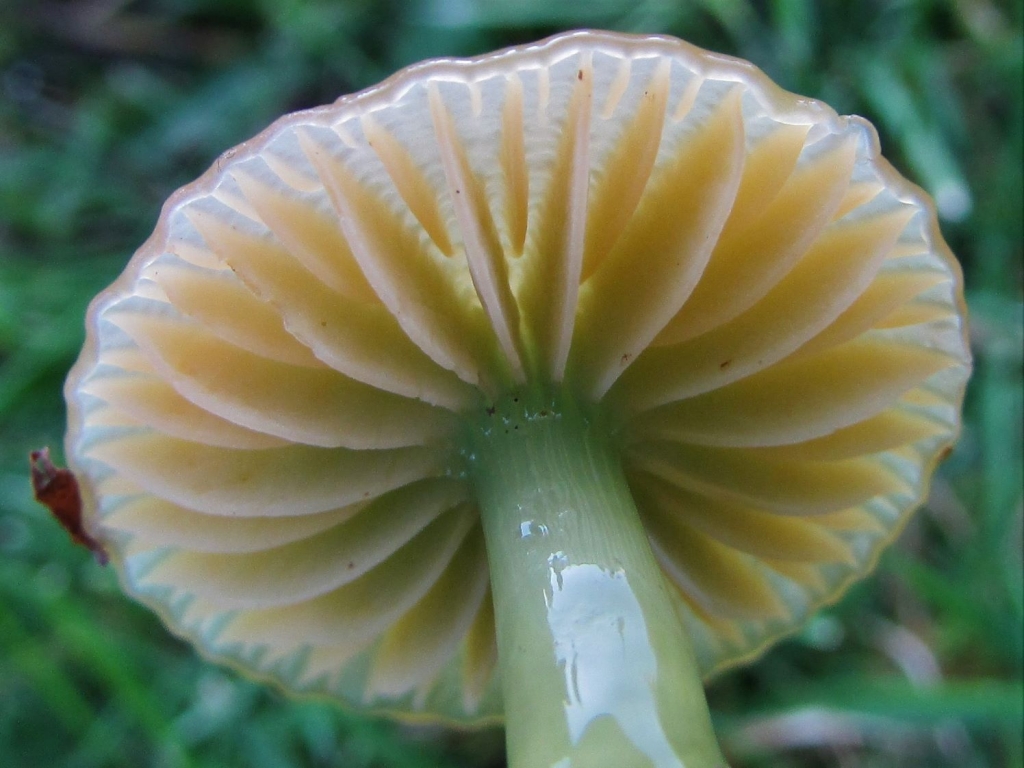 Parrot Waxcap