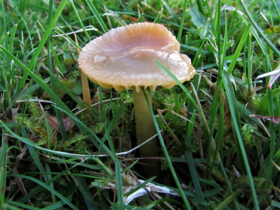 Parrot Waxcap