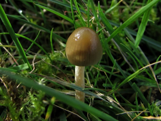 Liberty Cap