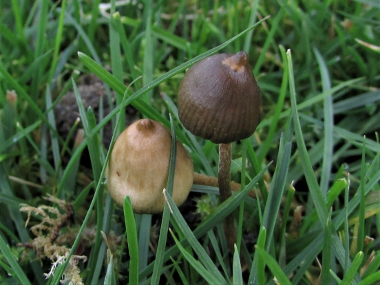 Liberty Cap