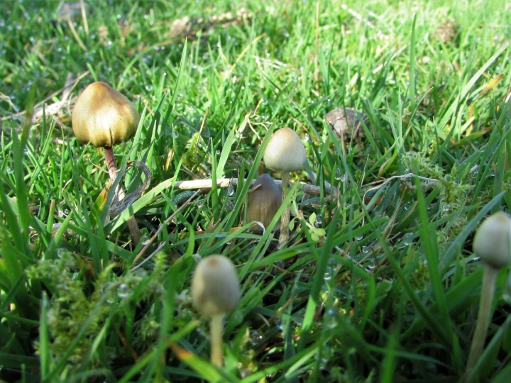 Liberty Cap