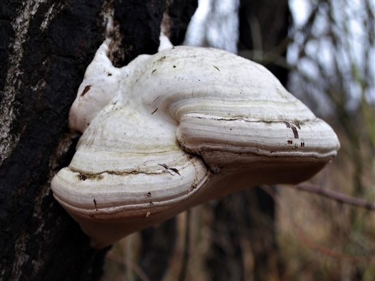 Hoof fungus