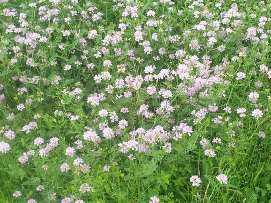 Crown Vetch