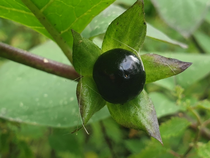 Deadly Nightshade