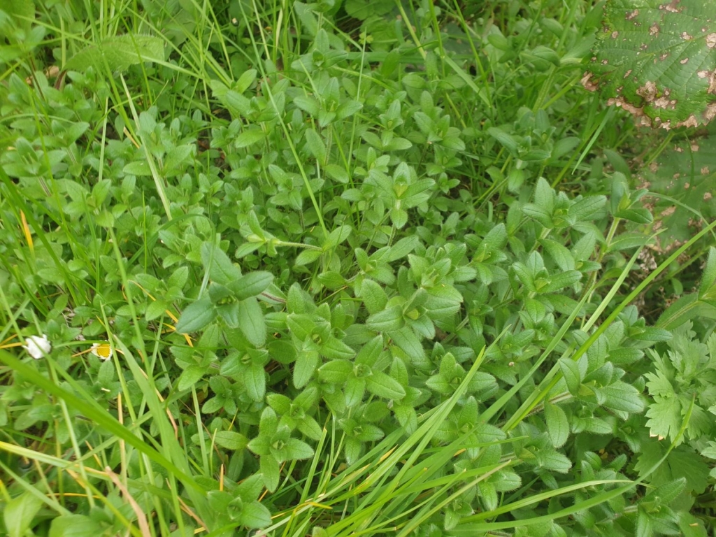 Mouse-Eared Chickweed